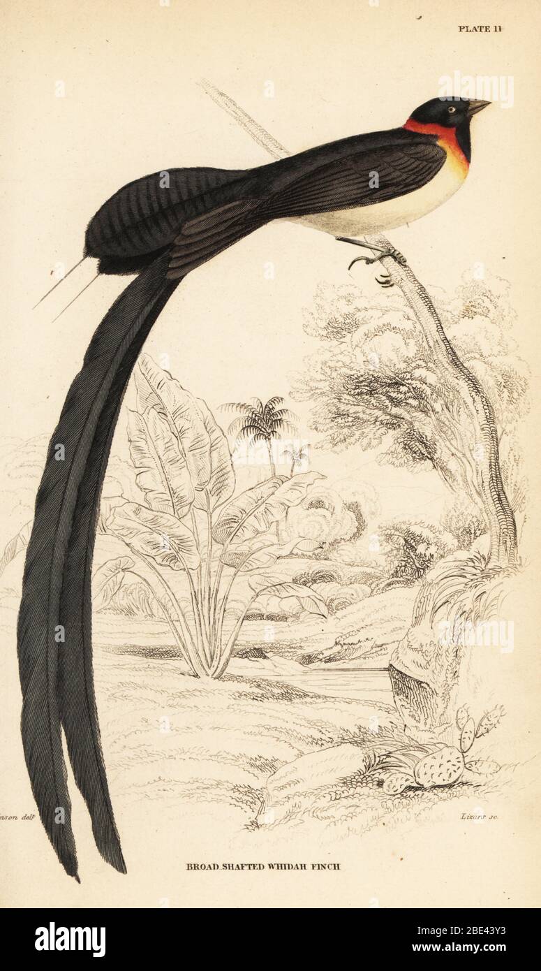Long-tailed paradise-whydah, Vidua paradisaea. (Broad-shafted whidah finch, Vidua paradisea.)  Handcoloured steel engraving by William Lizars after an illustration by William John Swainson from his Birds of Western Africa in Sir William Jardine’s Naturalist’s Library: Ornithology, Lizars, Edinburgh, 1837. Stock Photo