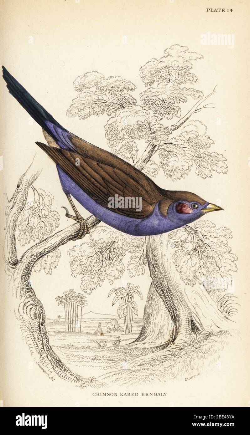Red-cheeked cordon-bleu, Uraeginthus bengalus. (Crimson eared bengaly, Estrelda phoenicotis.) Handcoloured steel engraving by William Lizars after an illustration by William John Swainson from his Birds of Western Africa in Sir William Jardine’s Naturalist’s Library: Ornithology, Lizars, Edinburgh, 1837. Stock Photo