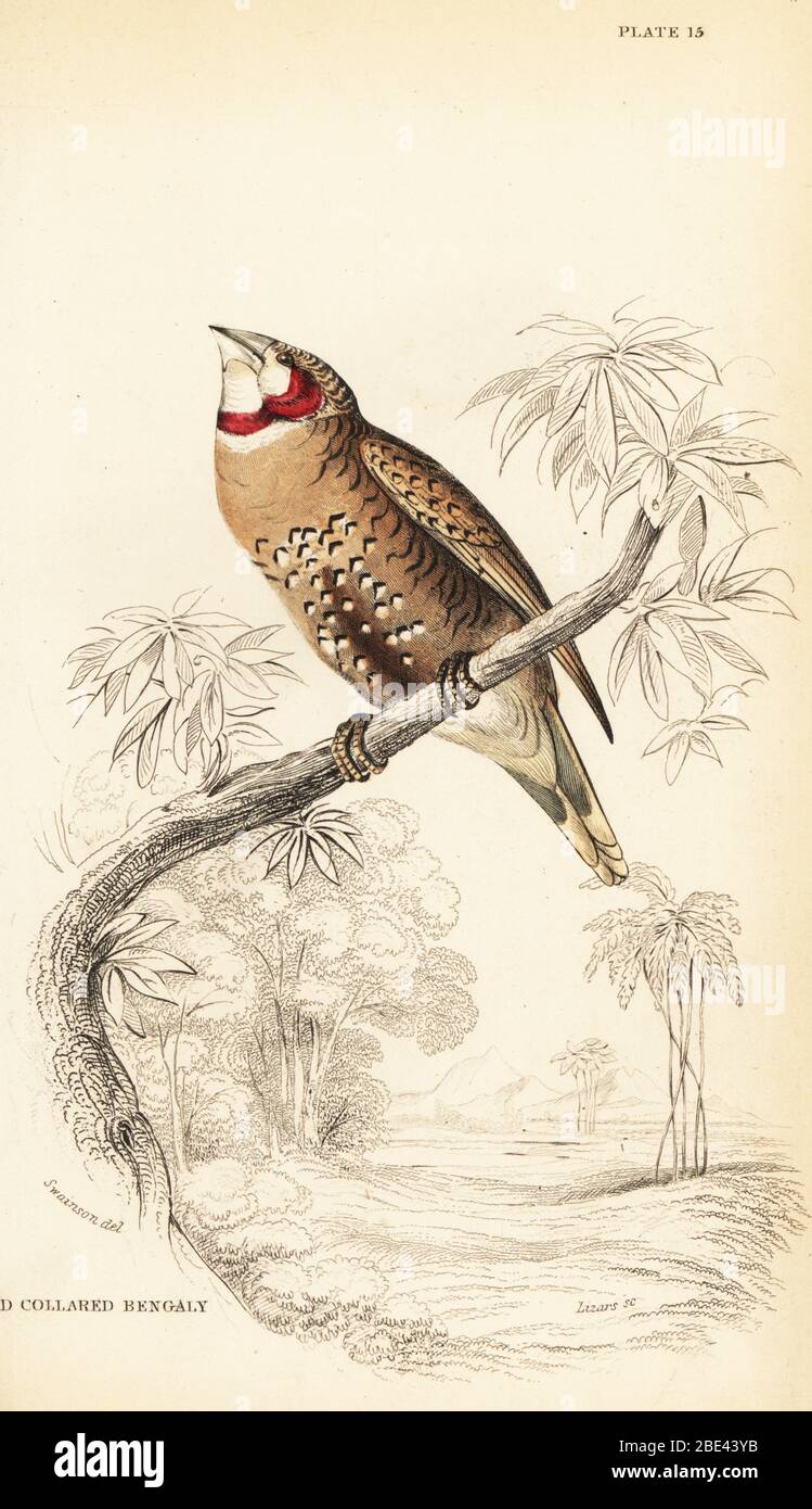Cut-throat finch or ribbon finch, Amadina fasciata. Handcoloured steel engraving by William Lizars after an illustration by William John Swainson from his Birds of Western Africa in Sir William Jardine’s Naturalist’s Library: Ornithology, Lizars, Edinburgh, 1837. Stock Photo