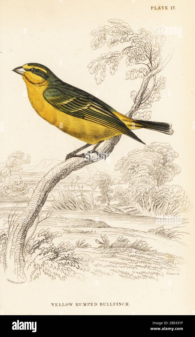 Crithagra hartlaubii hires stock photography and images Alamy