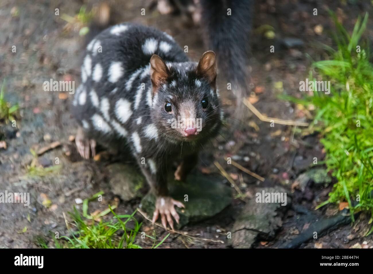 Endangered spotted eastern quoll in a conservancy program at the Tasmanian Devil Sanctuary at Cradle Mountain, Tasmania, Australia Stock Photo