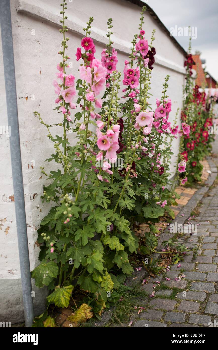 Hollyhocks or malva, in the mallow family Malvaceae, growing in the town of Rønne on the island of Bornholm in Denmark. Stock Photo