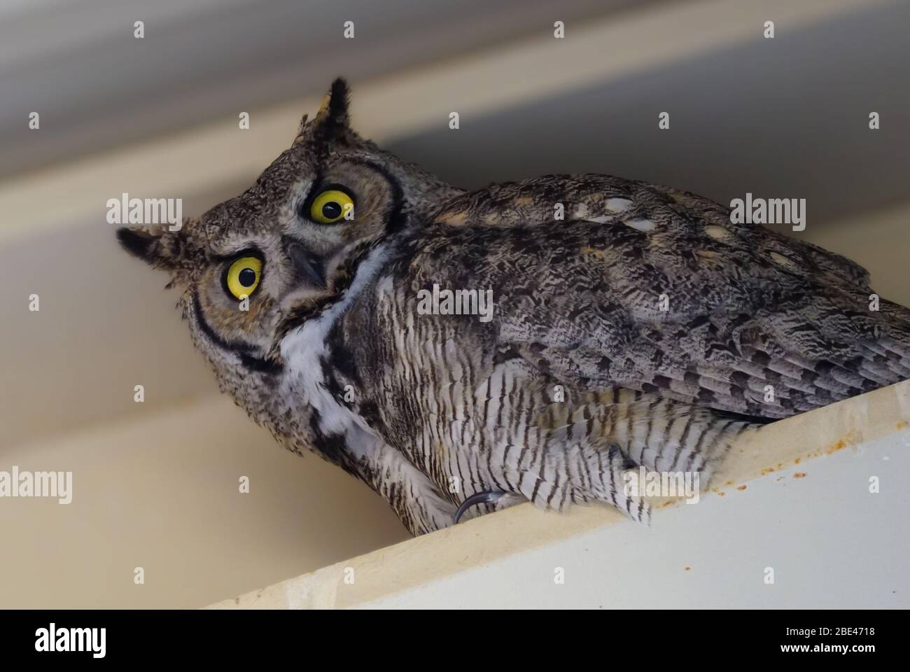 A female Great Horned Owl perched in the rafters looks straight at the camera. Stock Photo