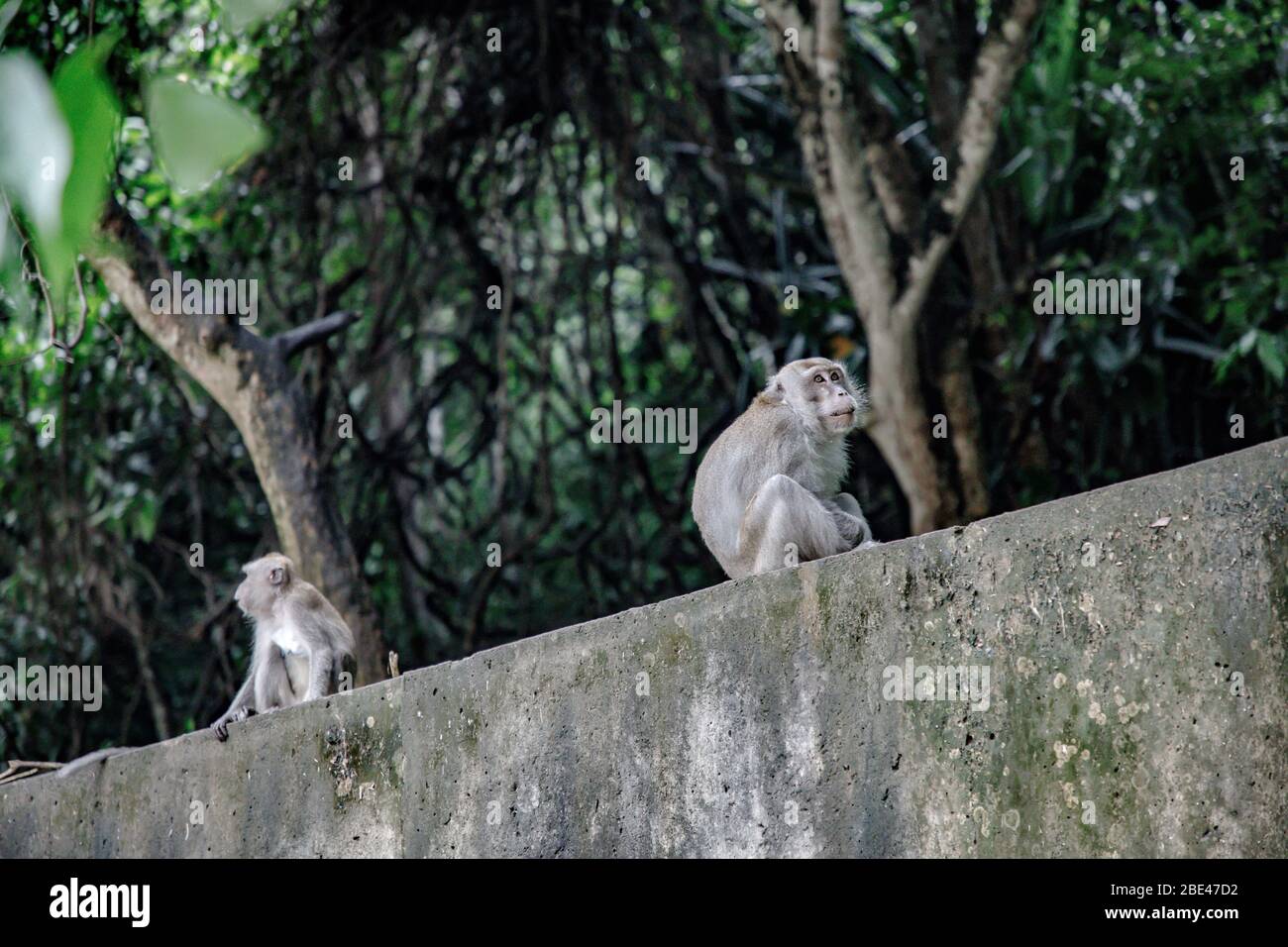 Monkeys in the supermarket parking from Bunei capital surrounded by nature - Monos en el capital de Brunei rodeados de naturaleza Stock Photo