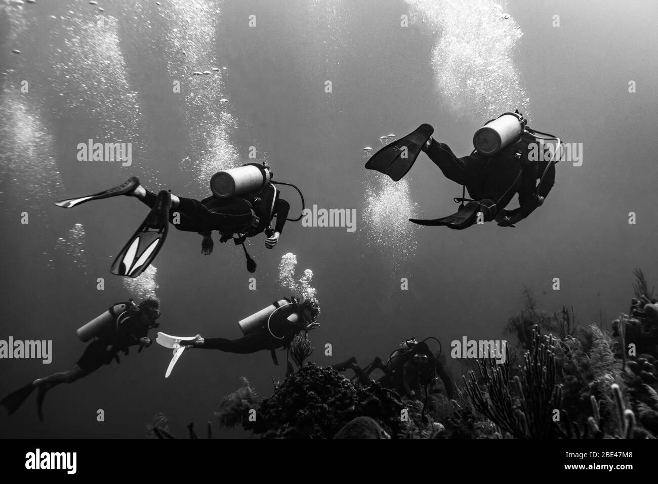 Four divers scuba diving in the Belize Barrier Reef, Three Amigos Dive Site, Turneffe Atoll; Belize Stock Photo