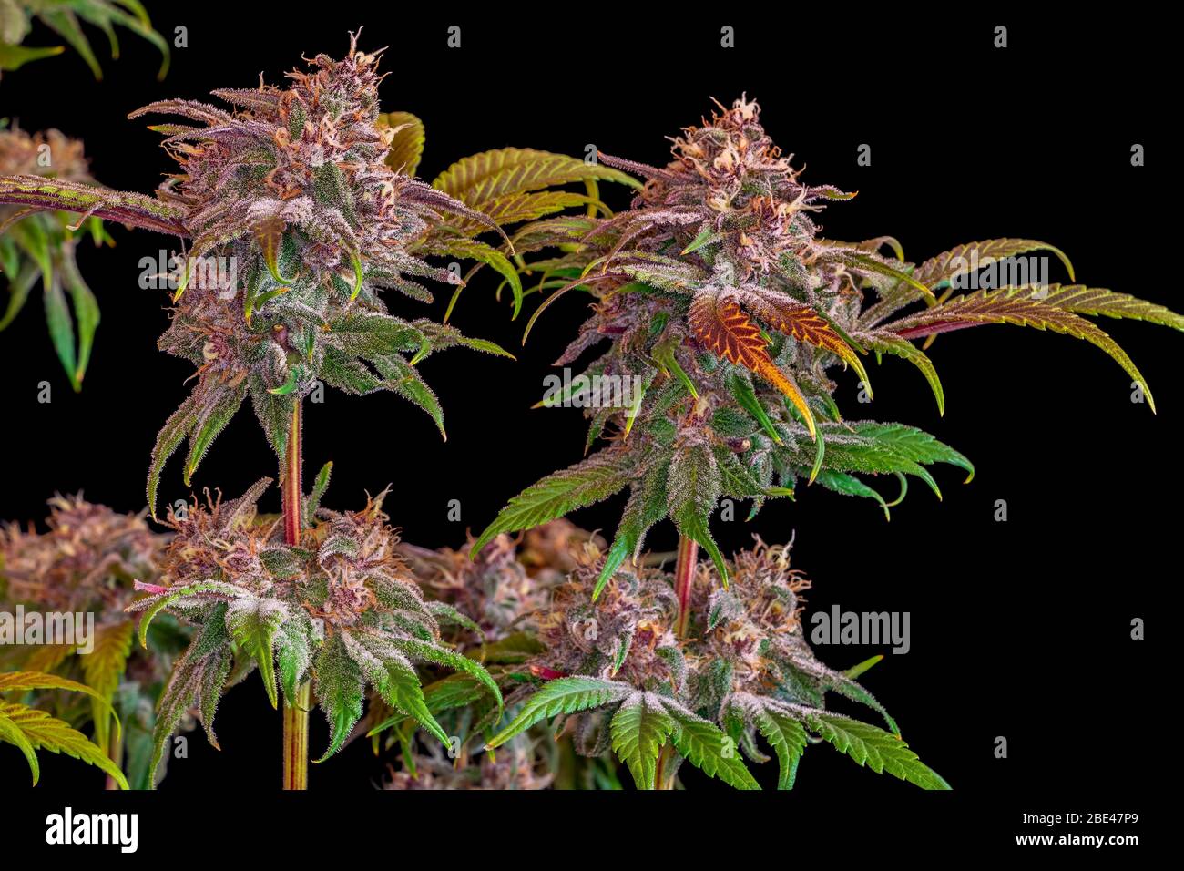 Marijuana plant in late flowering stage; Studio Stock Photo