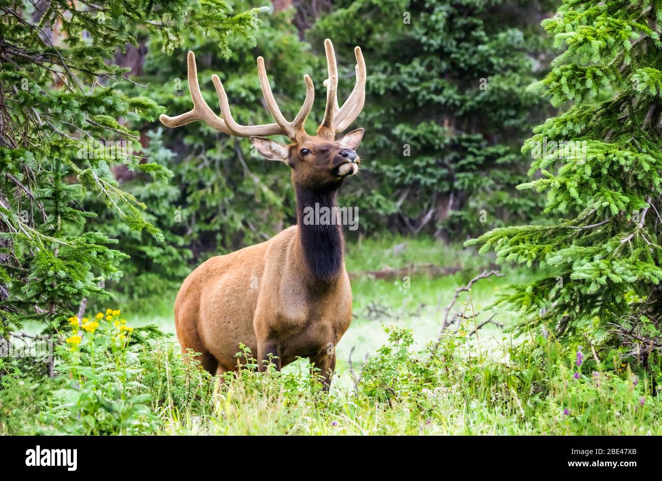Bull Elk (Cervus canadensis) standing at the edge of a forest; Estes Park, Colorado, United States of America Stock Photo