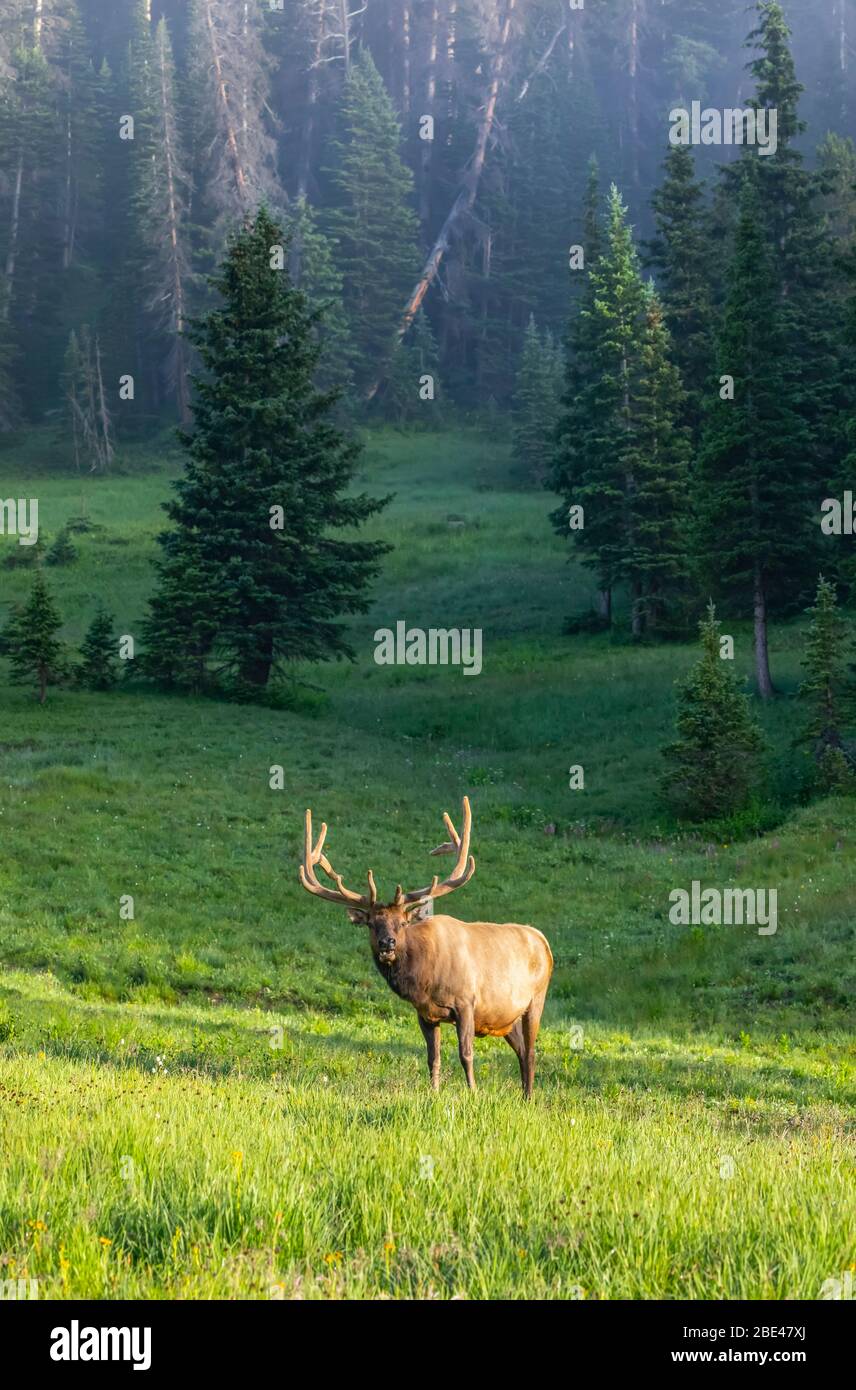 Bull Elk (Cervus canadensis) standing in sunlight in a foggy field; Estes Park, Colorado, United States of America Stock Photo