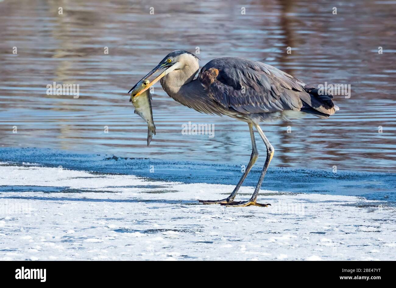 Great blue heron (Ardea herodias) stands on the snowy shore with a fish in it's mouth; Denver, Colorado, United States of America Stock Photo