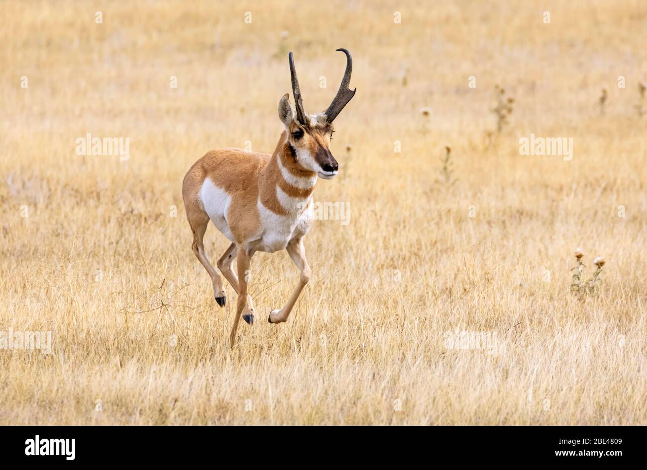 Pronghorn buck (Antilocapra americana); Cheyenne, Wyoming, United States of America Stock Photo