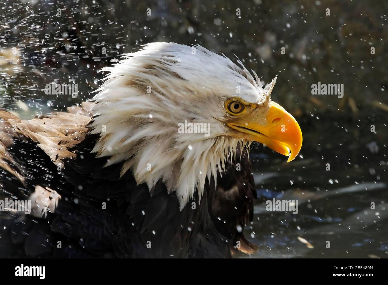 Bald eagle (Haliaeetus leucocephalus) with splashes of water; Denver, Colorado, United States of America Stock Photo