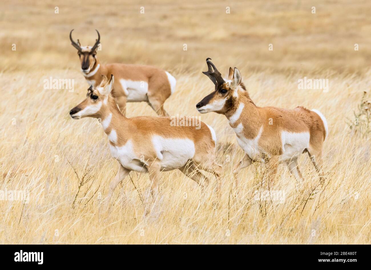 Pronghorn bucks and doe (Antilocapra americana) during rut; Cheyenne, Wyoming, United States of America Stock Photo