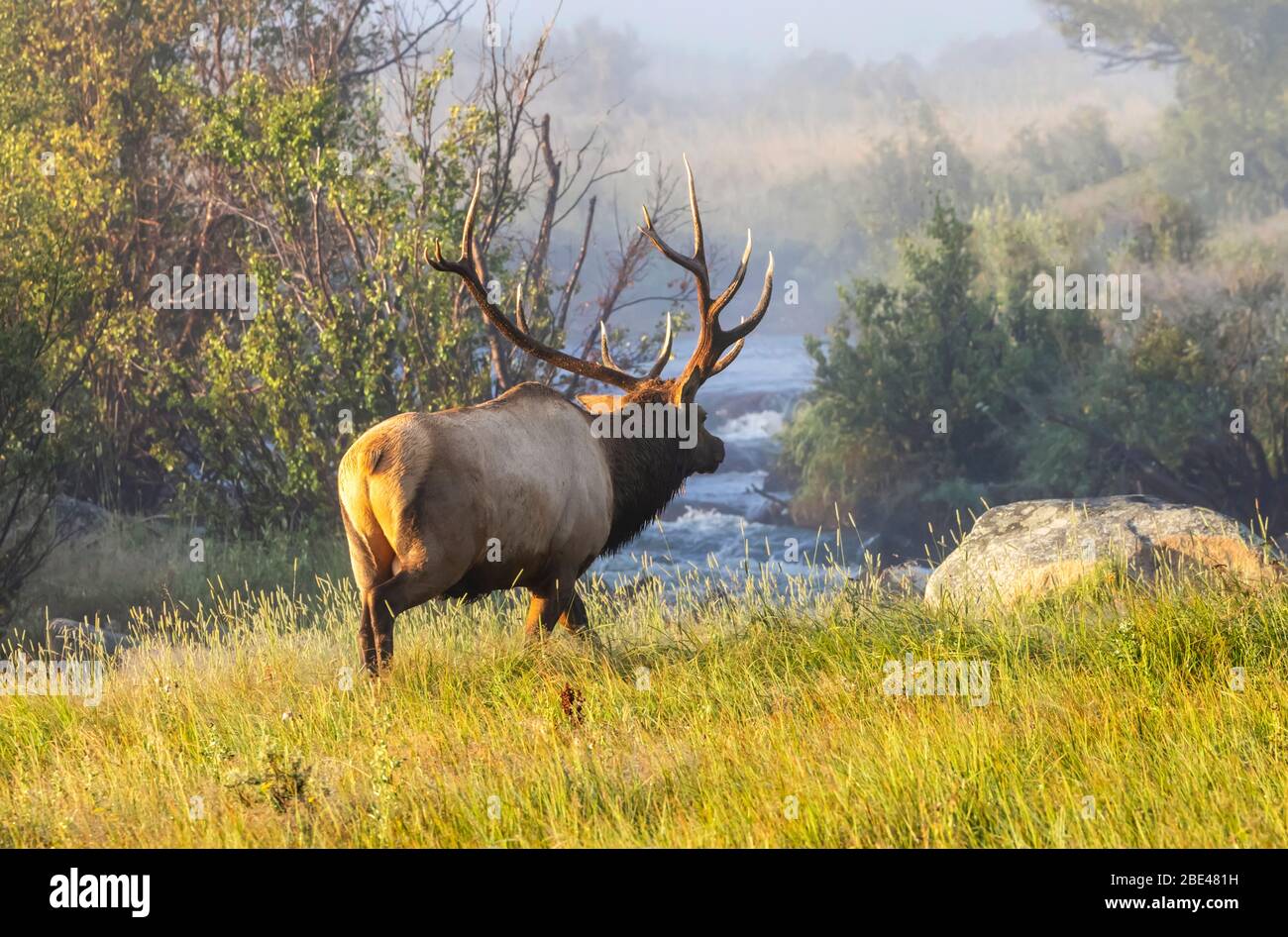 Bull elk (Cervus canadensis) standing by a river with autumn coloured foliage; Estes Park, Colorado, United States of America Stock Photo
