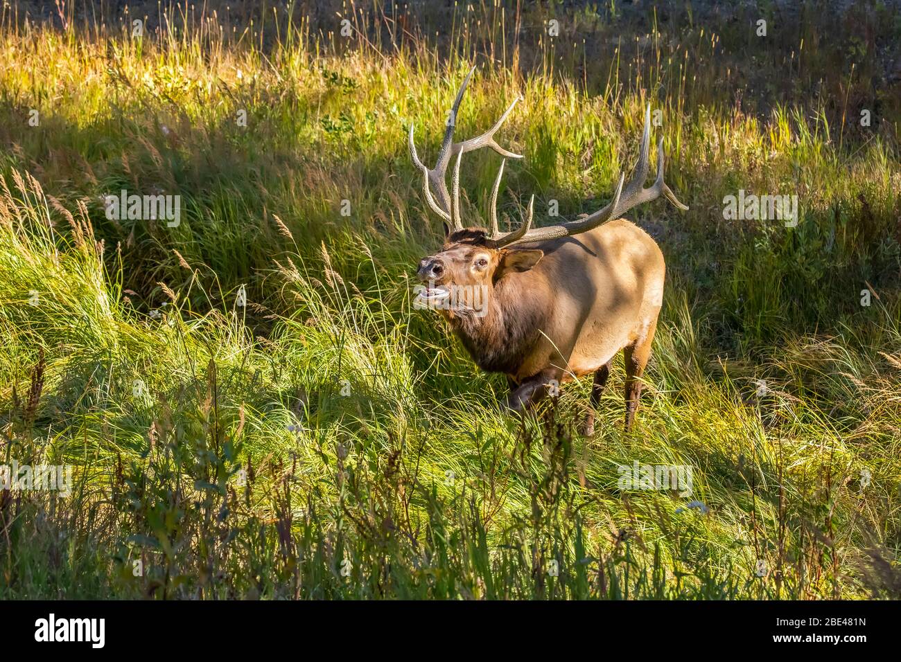 Bull elk (Cervus canadensis) standing in tall green grass; Estes Park, Colorado, United States of America Stock Photo