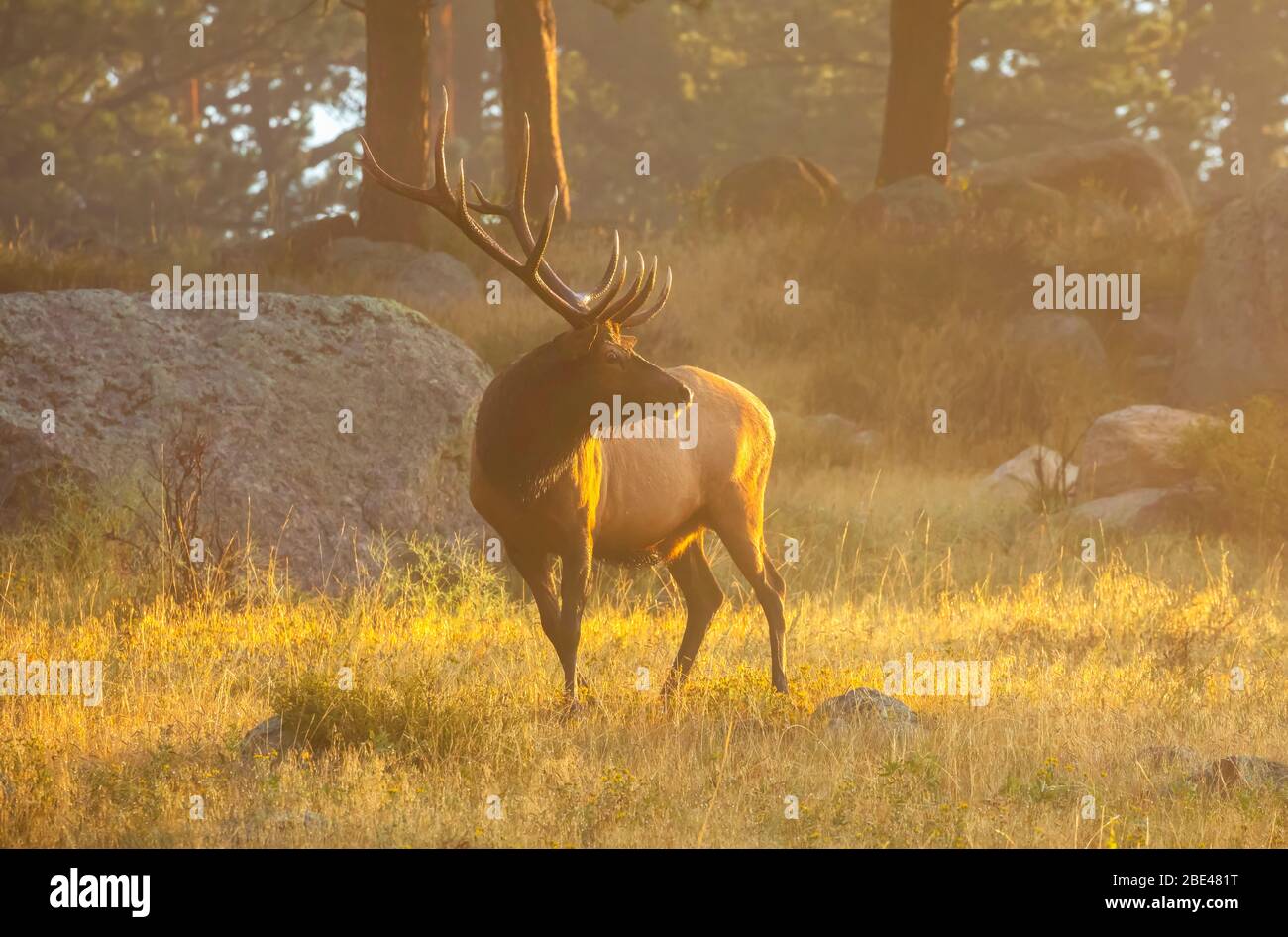 Bull elk (Cervus canadensis) standing in sunlight at dawn; Estes Park, Colorado, United States of America Stock Photo