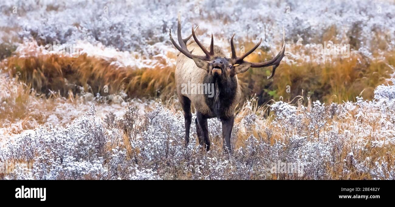 Bull elk (Cervus canadensis) standing in frosty field, looking up and calling; Estes Park, Colorado, United States of America Stock Photo