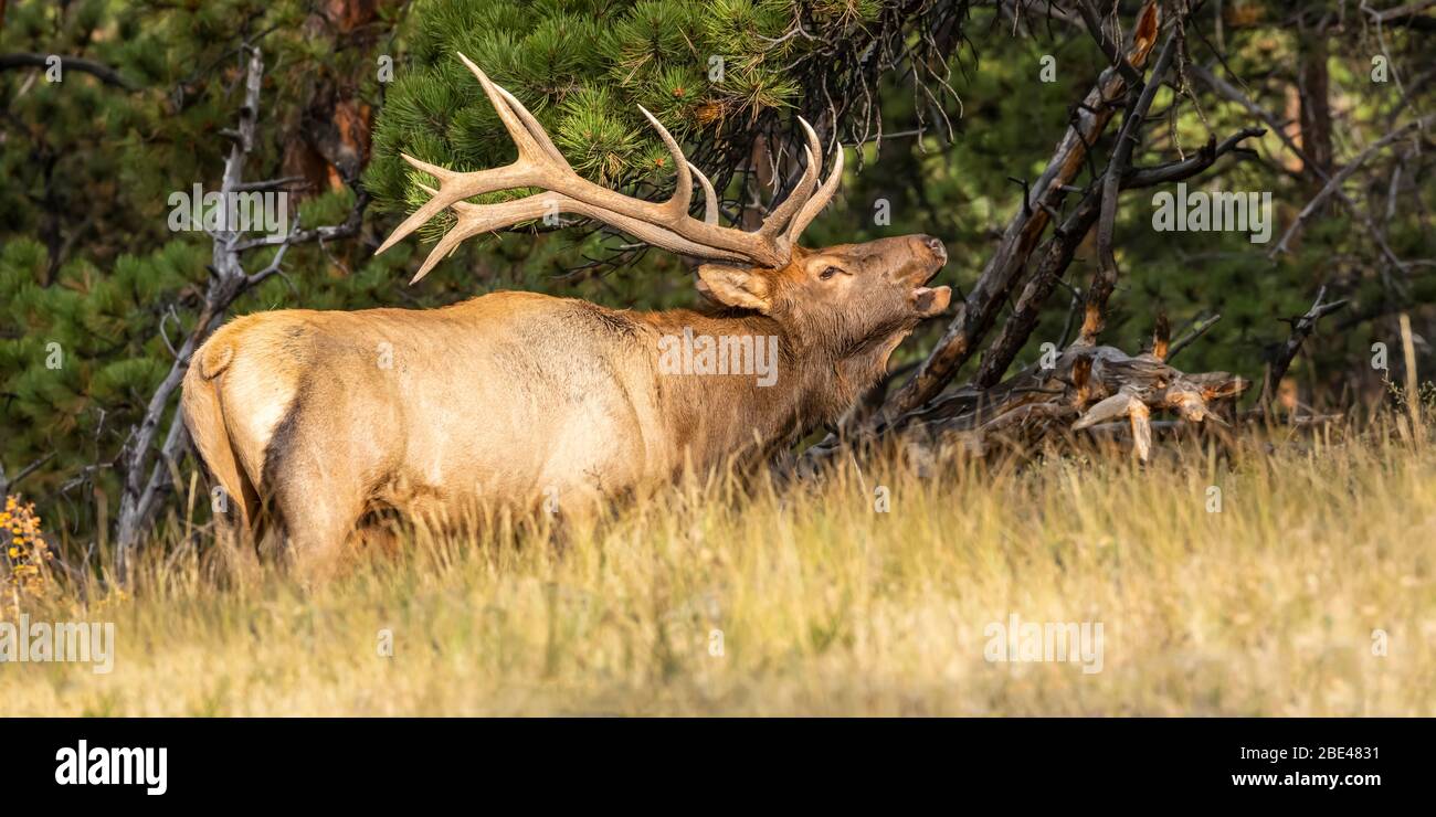 Bull elk (Cervus canadensis) standing in tall grass on the edge of a forest; Estes Park, Colorado, United States of America Stock Photo