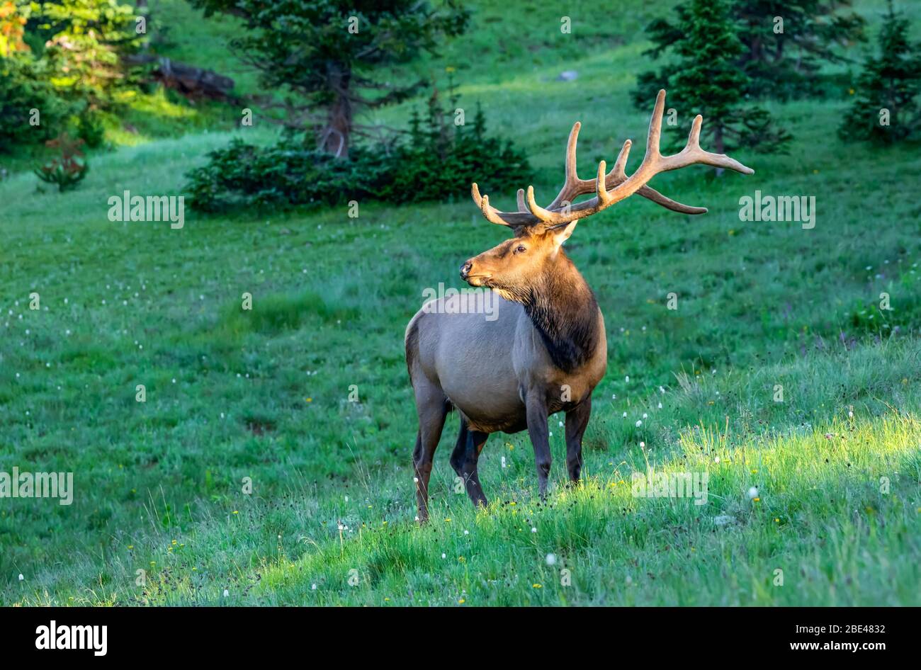 Bull elk (Cervus canadensis) standing in a lush field; Estes Park, Colorado, United States of America Stock Photo