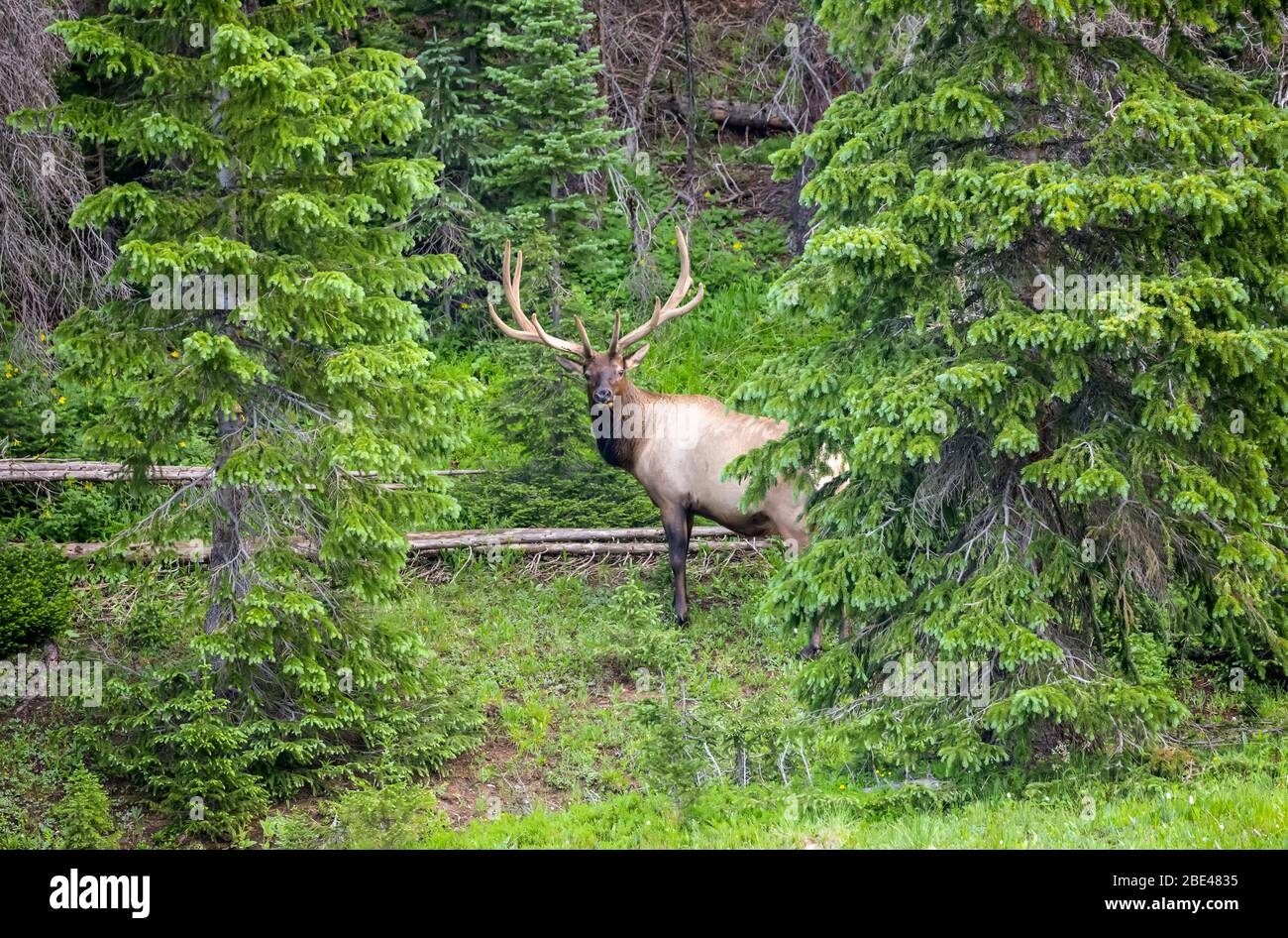 Bull elk (Cervus canadensis) standing in a lush forest; Estes Park, Colorado, United States of America Stock Photo
