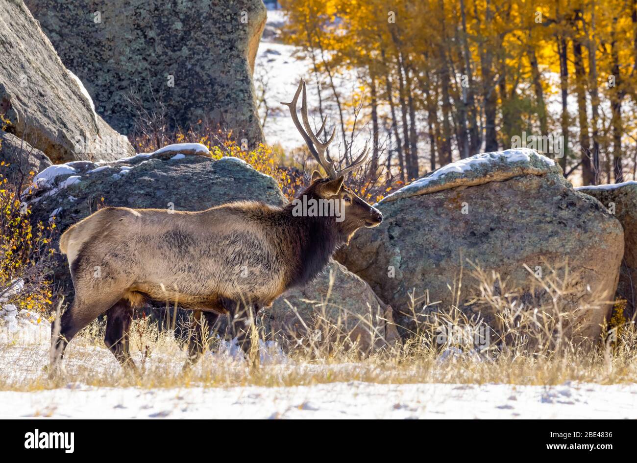 Bull Elk (Cervus canadensis) in autumn; Estes Park, Colorado, United States of America Stock Photo