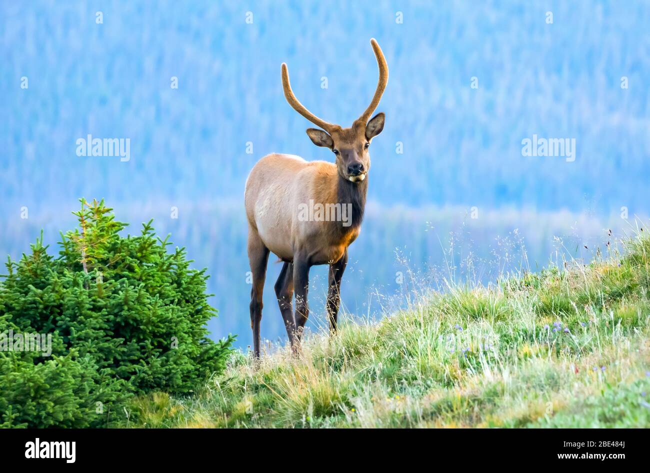 Elk (Cervus canadensis) standing on a grassy hillside; Estes Park, Colorado, United States of America Stock Photo
