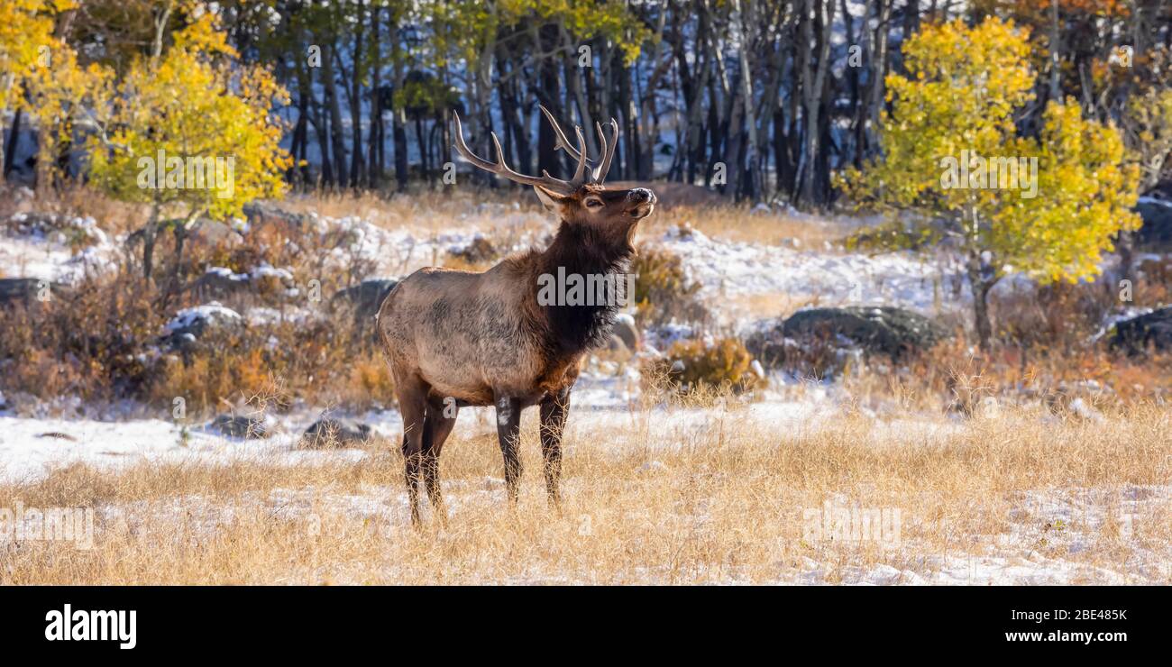 Bull elk (Cervus canadensis); Estes Park, Colorado, United States of America Stock Photo