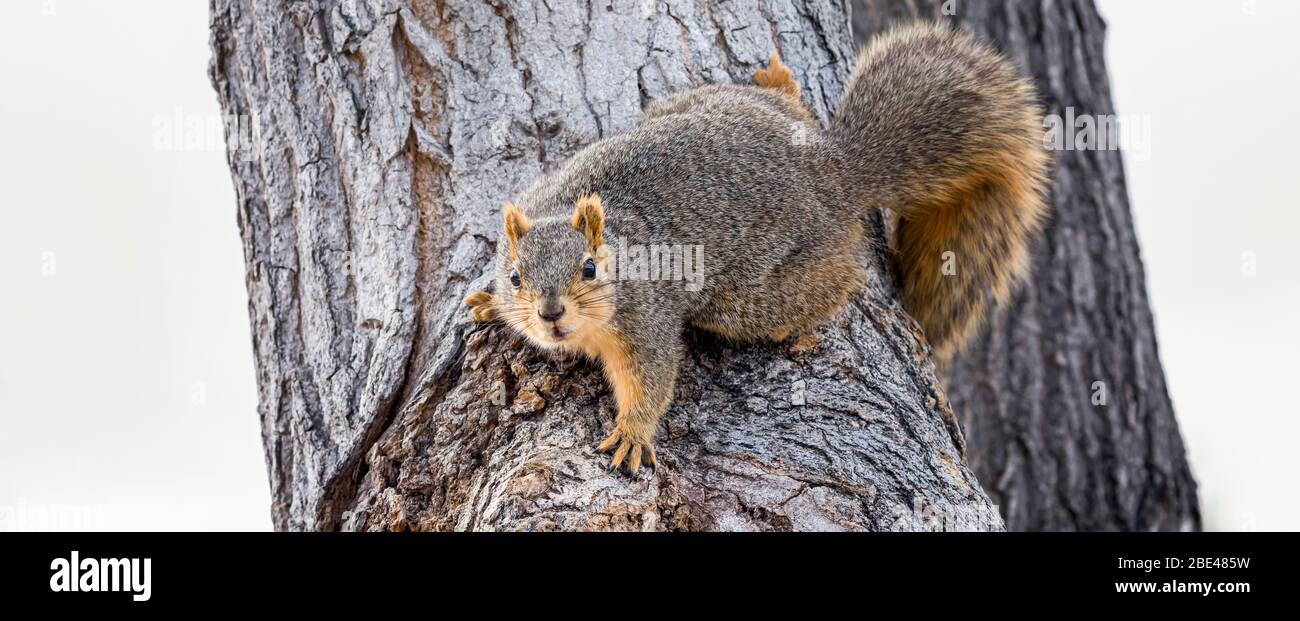Fox squirrel (Sciurus niger) in a tree; Denver, Colorado, United States of America Stock Photo
