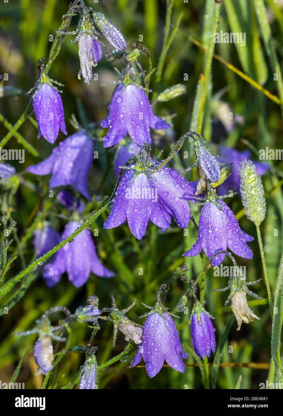 Bluebell flowers with water droplets; Colorado, United States of America Stock Photo