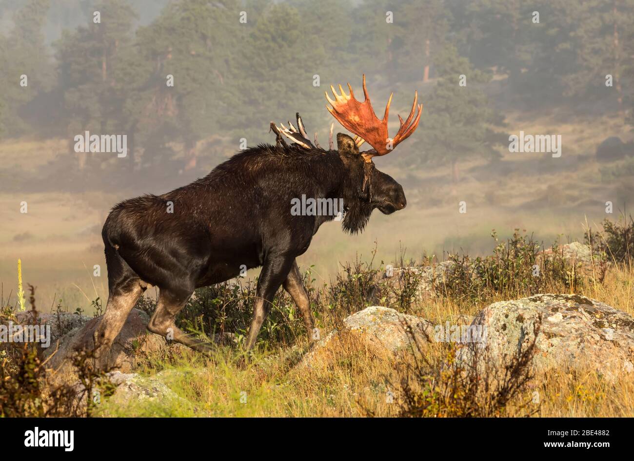 Bull moose (Alces alces) shedding velvet from antlers and walking through a field; Fort Collins, Colorado, United States of America Stock Photo