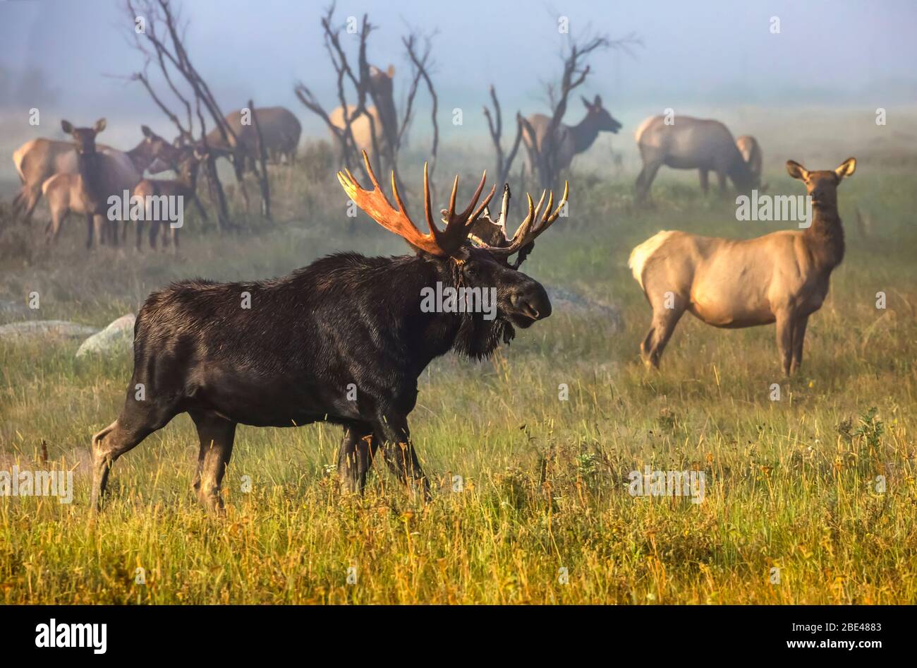 Moose bull (Alces alces) and Elk cow (Cervus canadensis) standing with a herd in a foggy field; Fort Collins, Colorado, United States of America Stock Photo