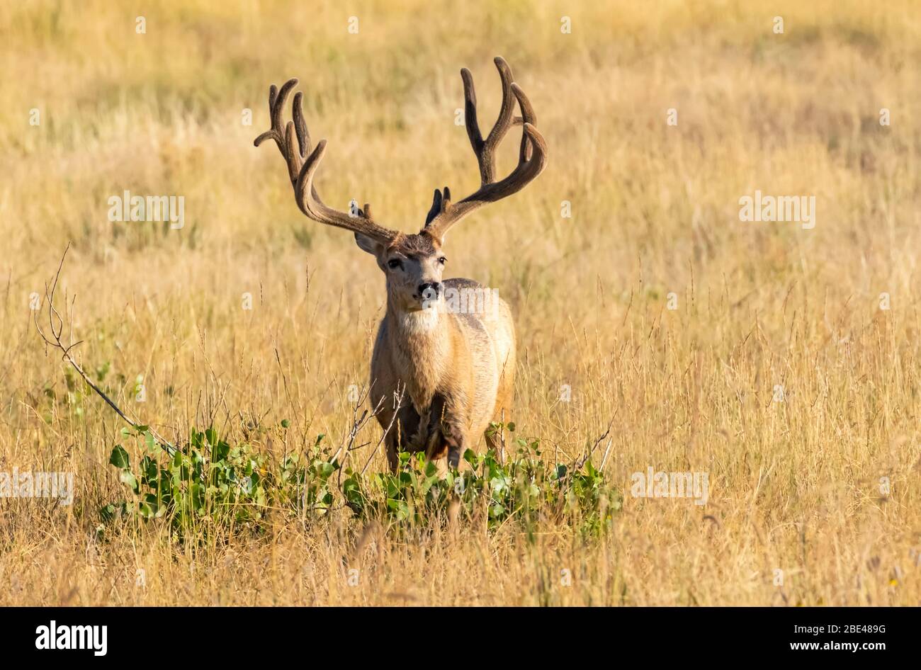 Mule deer (Odocoileus hemionus) stag with antlers standing in long grass looking at the camera; Steamboat Springs, Colorado, United States of America Stock Photo