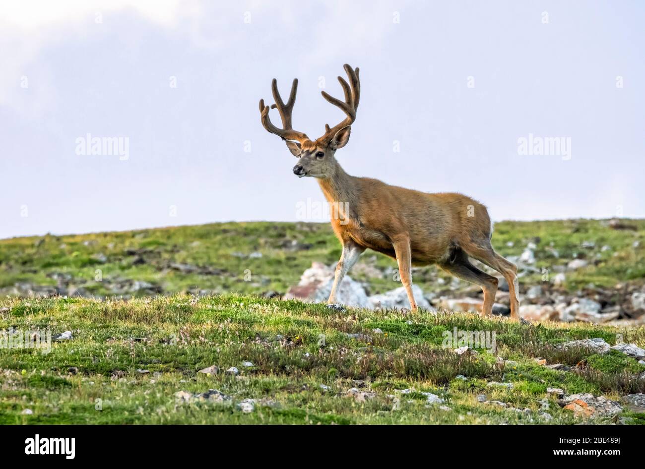 Mule deer buck (Odocoileus hemionus) standing in a field; Steamboat Springs, Colorado, United States of America Stock Photo