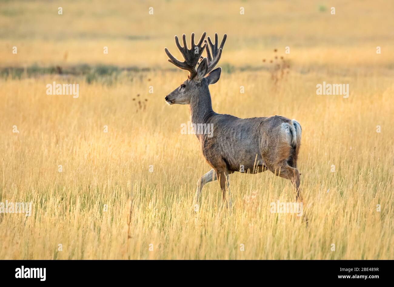 Mule deer (Odocoileus hemionus) stag with antlers walking in a golden field; Steamboat Springs, Colorado, United States of America Stock Photo