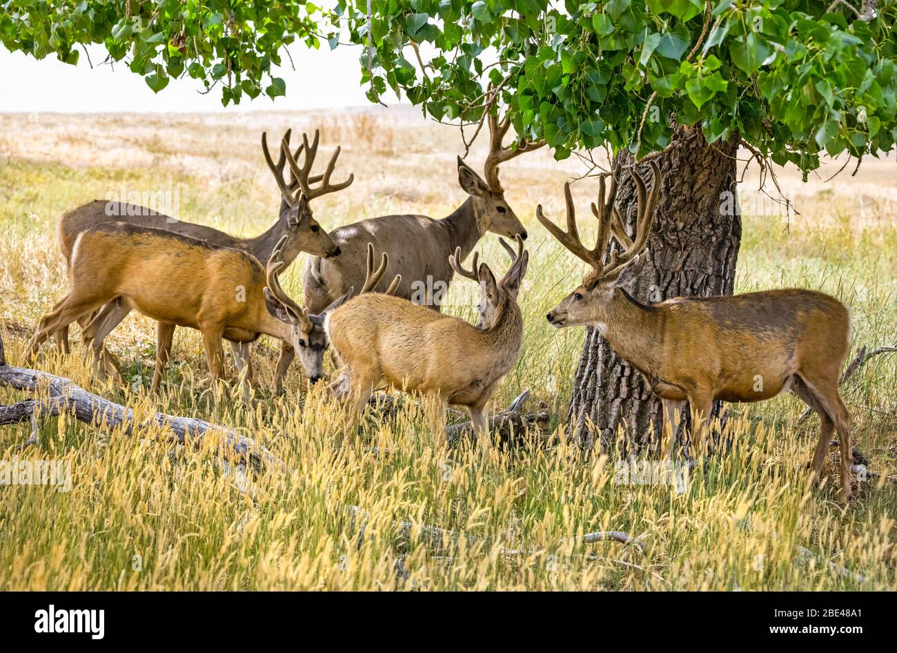 Herd of Mule deer (Odocoileus hemionus) gathered around a tree; Steamboat Springs, Colorado, United States of America Stock Photo