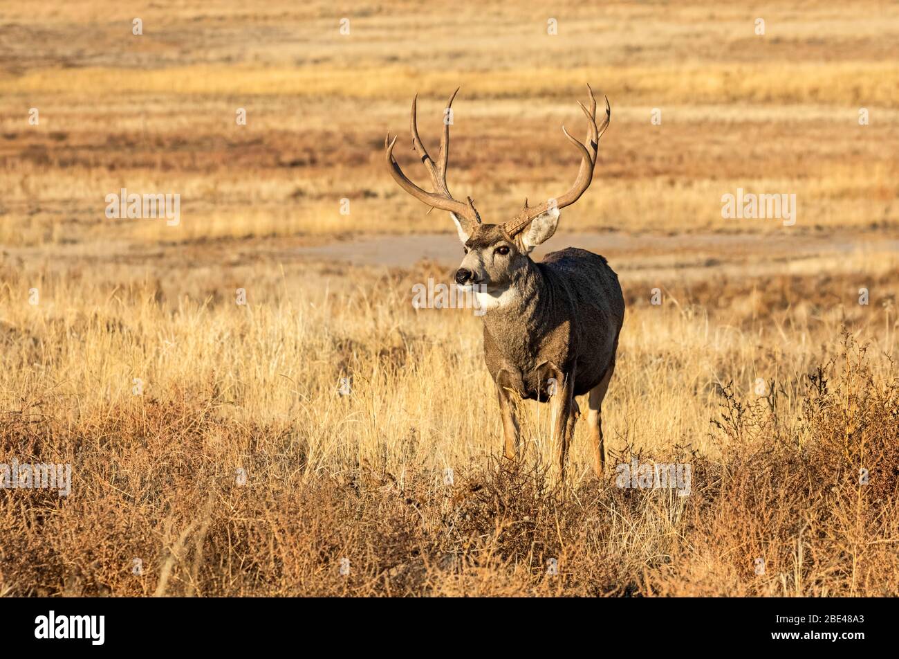 Mule deer (Odocoileus hemionus) stag with antlers standing in a golden field; Steamboat Springs, Colorado, United States of America Stock Photo