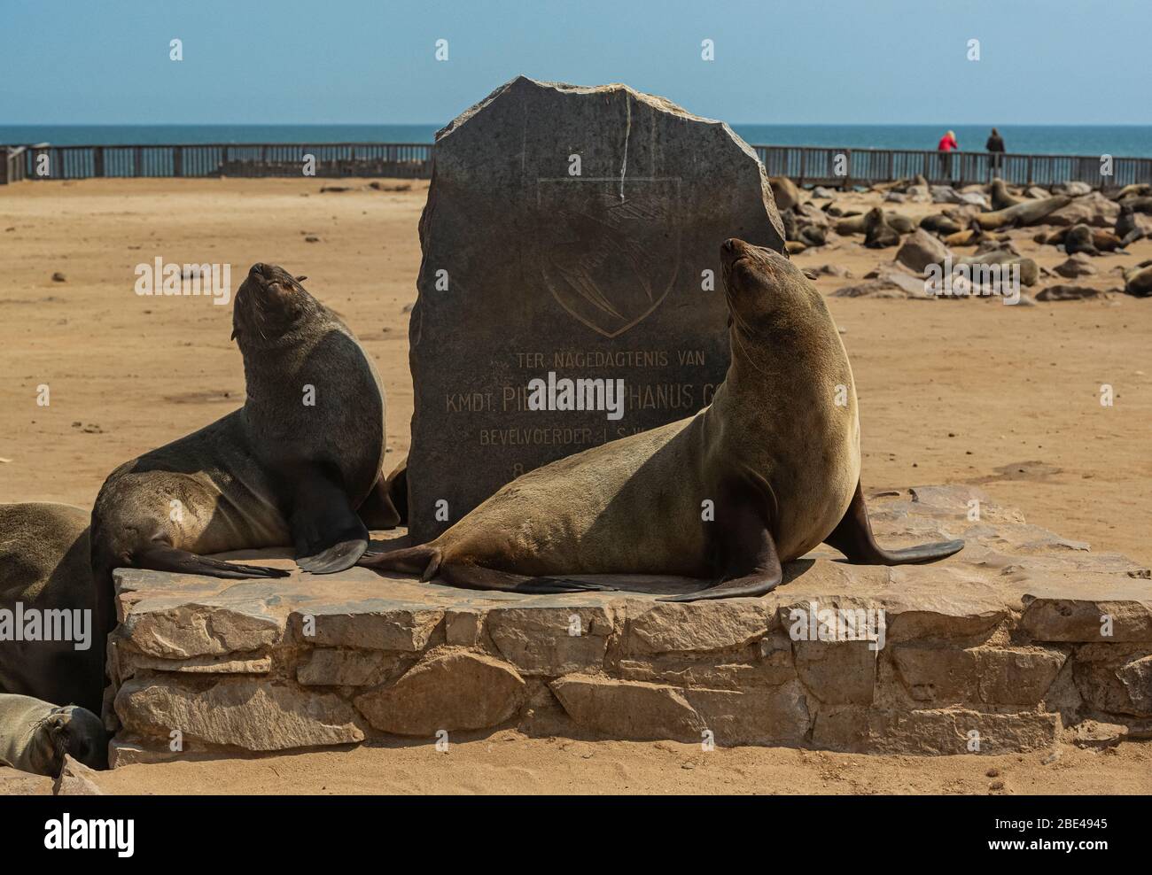 Fur seals at Cape Cross Seal Colony, Skeleton Coast; Namibia Stock Photo