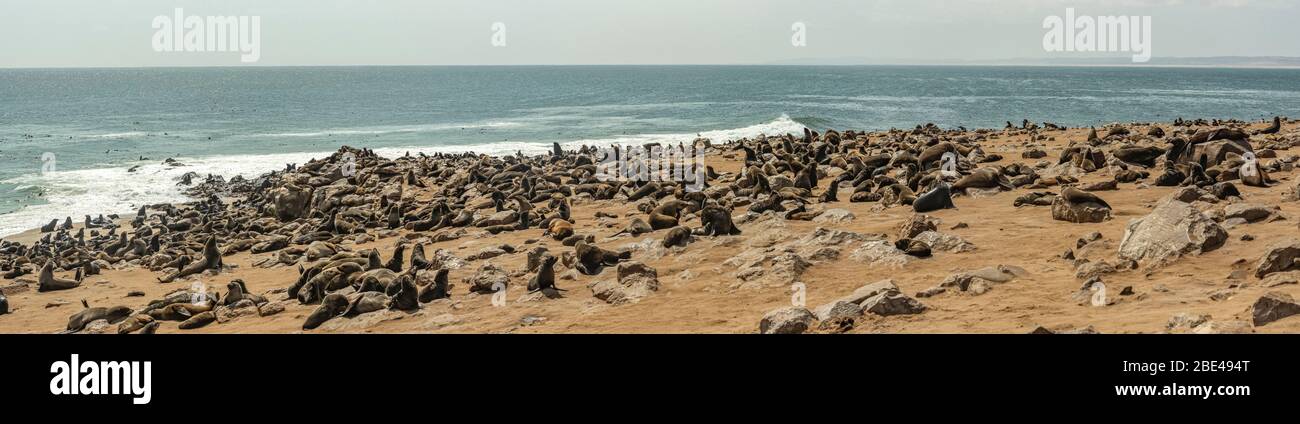 Fur seals at Cape Cross Seal Colony, Skeleton Coast; Namibia Stock Photo