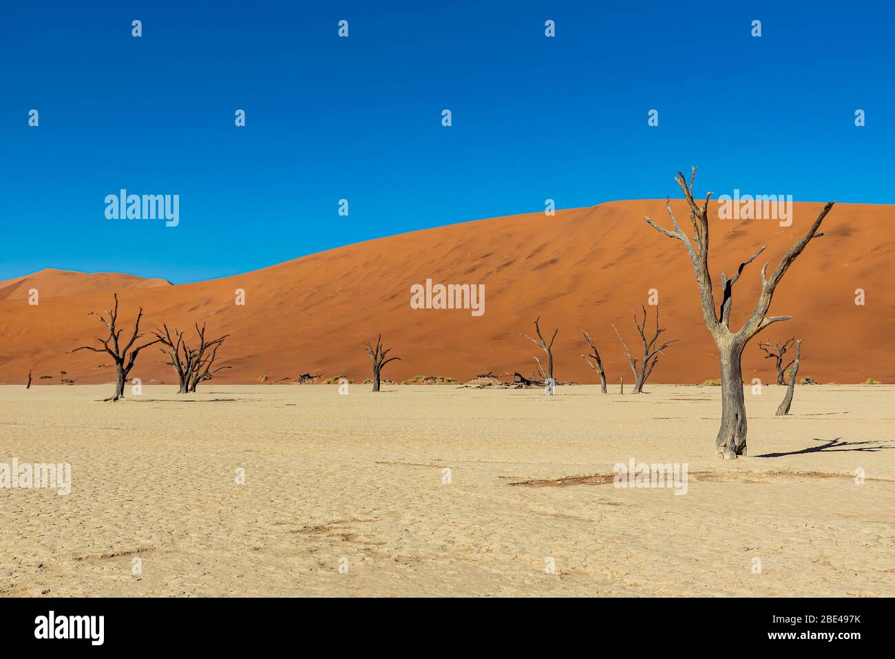Deadvlei, a white clay pan surrounded by the highest sand dunes in the world and camel thorn trees (Vachellia erioloba), Namib Desert; Namibia Stock Photo