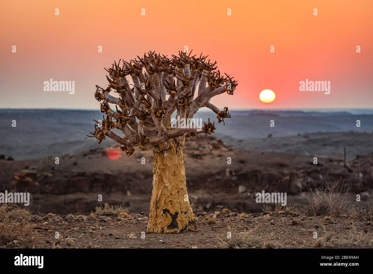 Quiver Tree (Aloidendron dichotomum), Hardap Resort, Hardap Region; Namibia Stock Photo