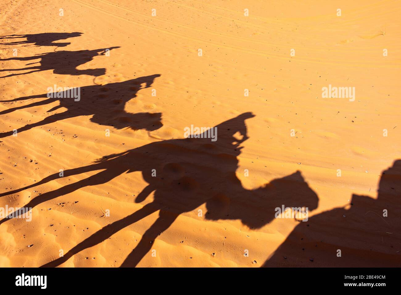 Silhouette of a Camel Train on the Sand of the Sahara Desert Stock Photo