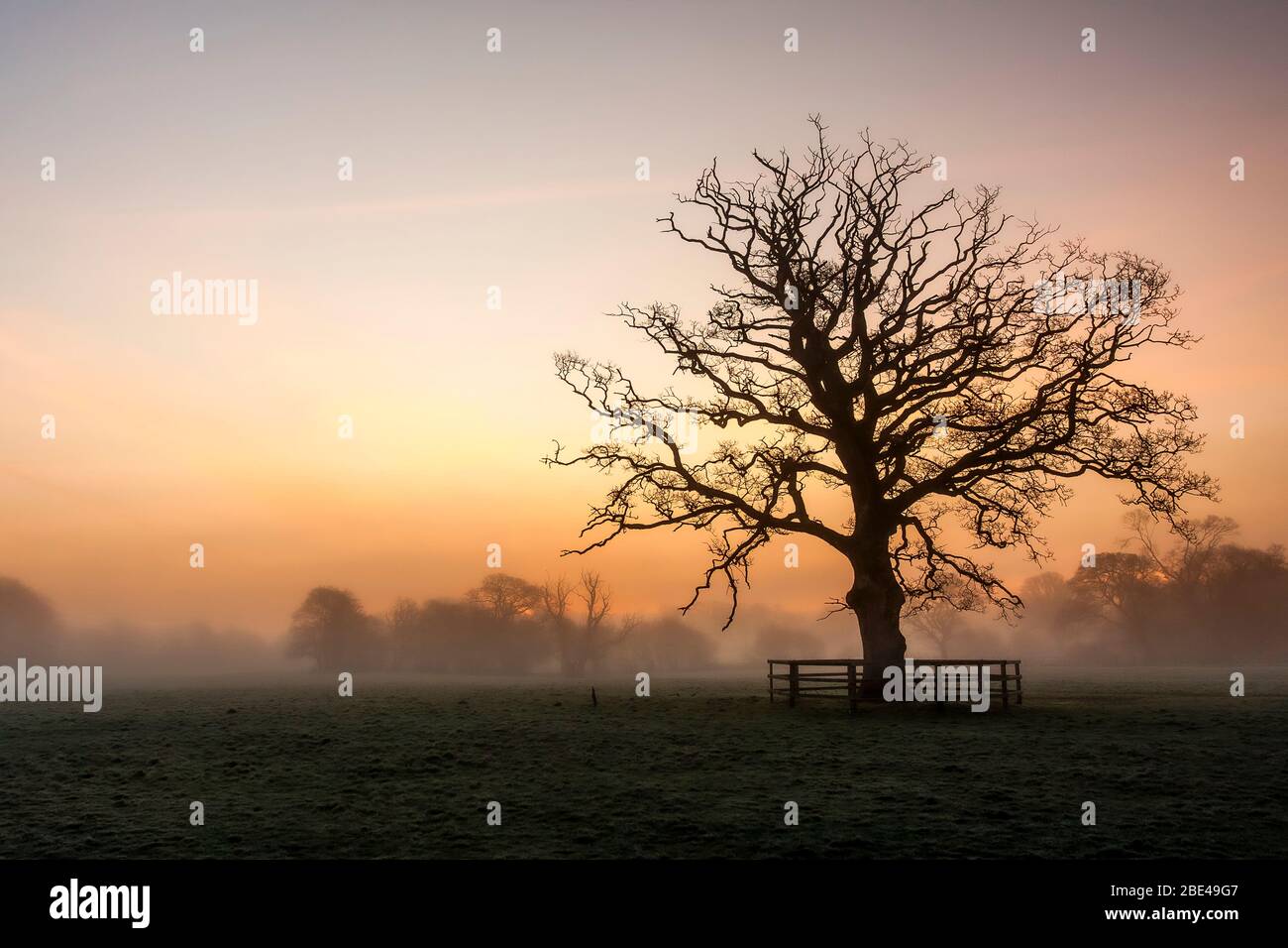 Silhouette of a big leafless tree in a foggy field in winter at dawn; Rathcormac, County Cork, Ireland Stock Photo