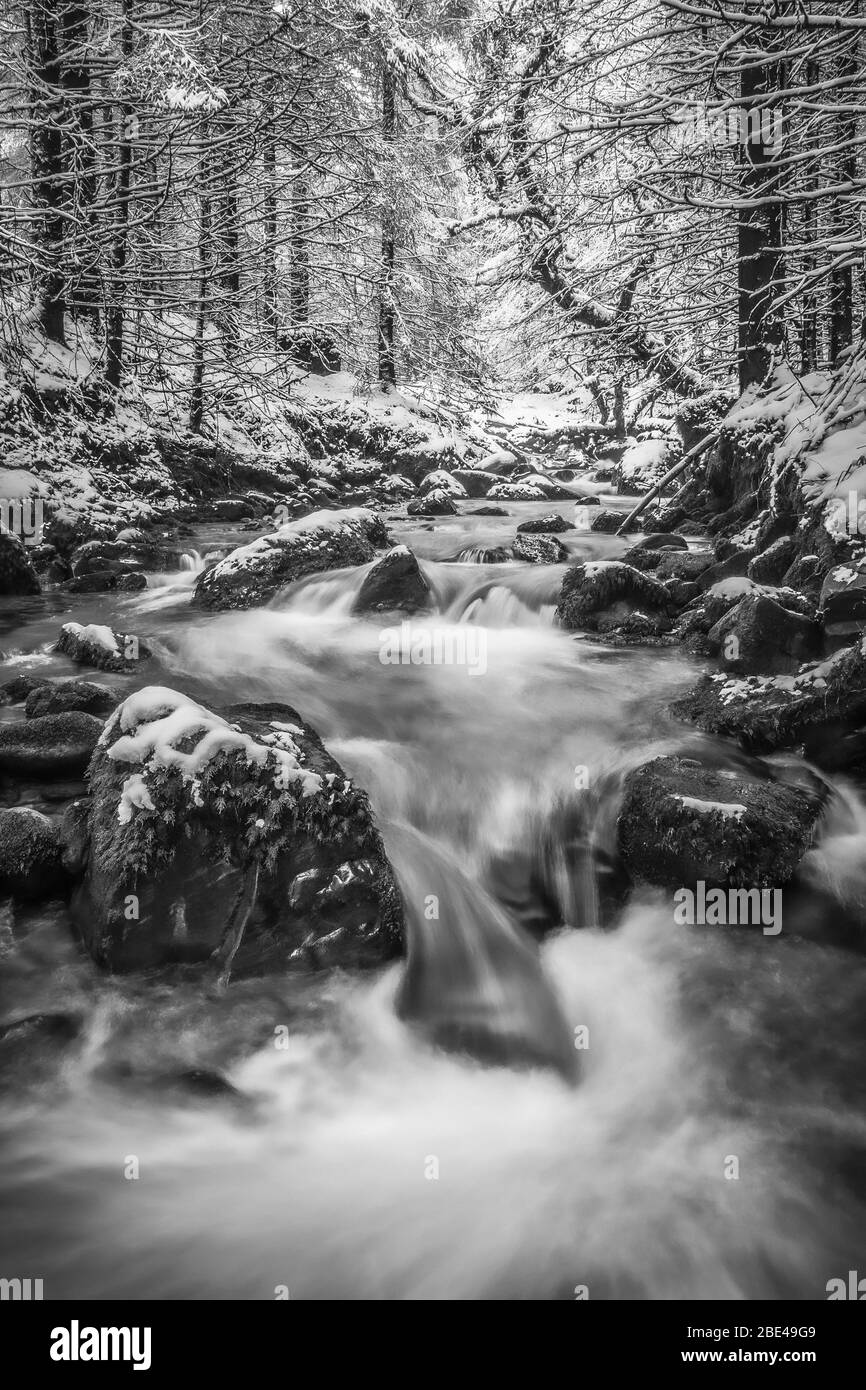 River in forest flow Black and White Stock Photos & Images - Alamy