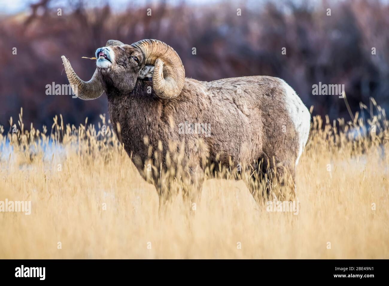 Large Bighorn Sheep ram (Ovis canadensis) with massive horns performs lip curl (flehmen) display during the rut near Yellowstone National Park Stock Photo