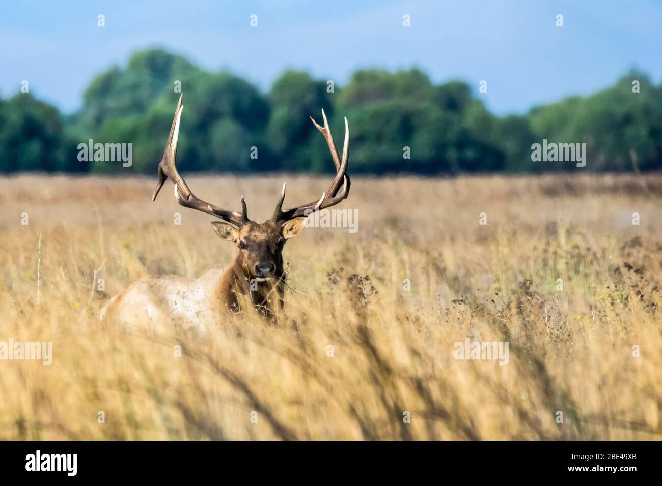 Large bull Tule Elk (Cervus canadensis nannodes) standing in tall, dry grass at San Luis National Wildlife Refuge Stock Photo