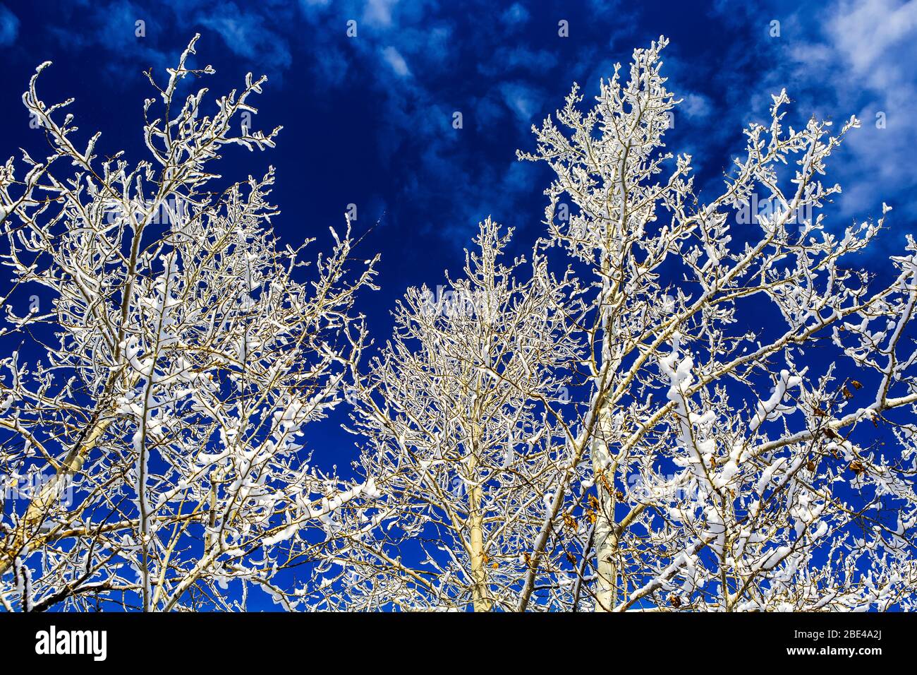 Frosted tree branches hi-res stock photography and images - Alamy