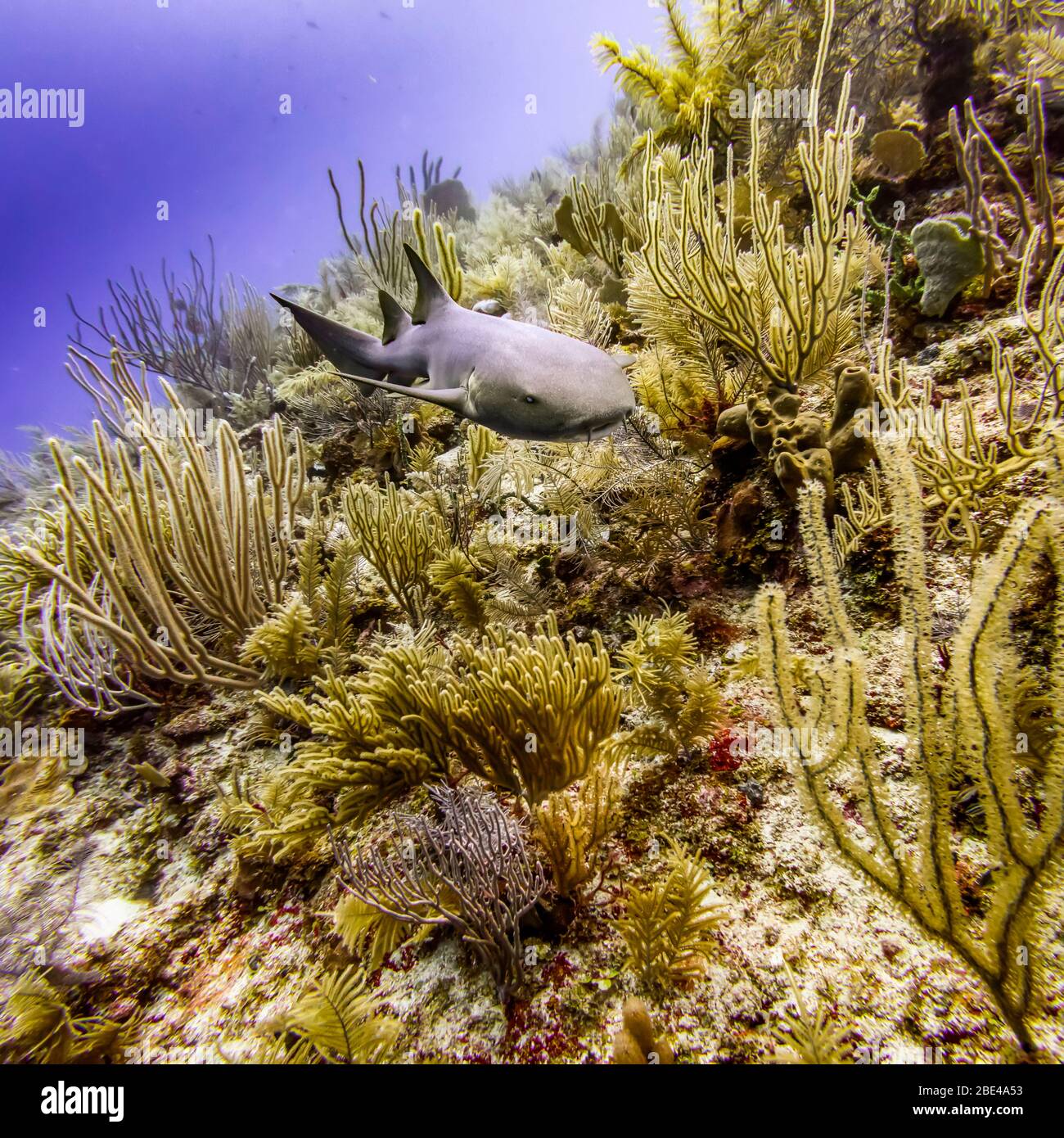 Nurse shark (Ginglymostoma cirratum), viewed while scuba diving at Silk Caye, Placencia Peninsula; Belize Stock Photo