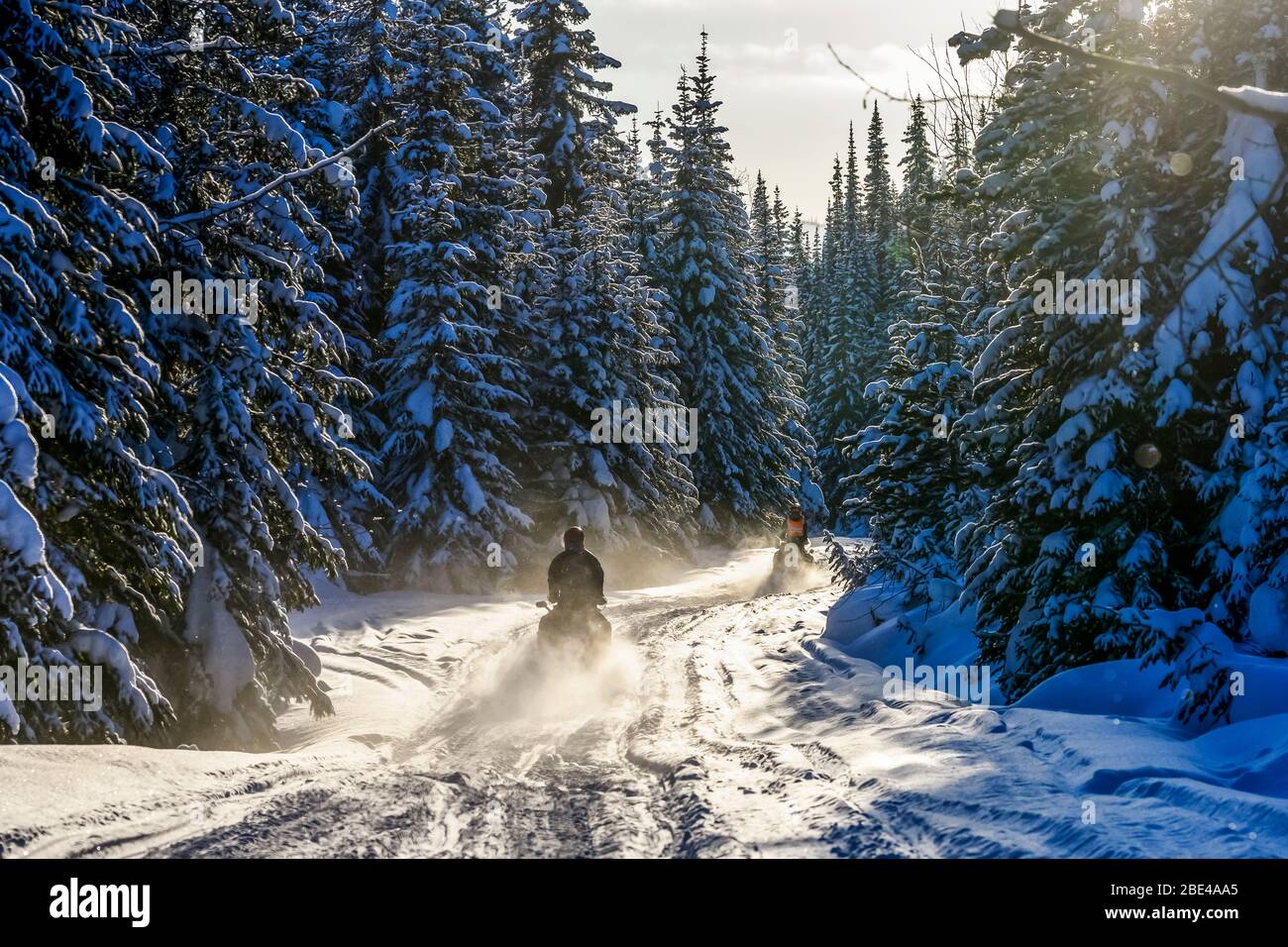 Snowmobiles going down a trail through a forest in winter; Sun Peaks, British Columbia, Canada Stock Photo