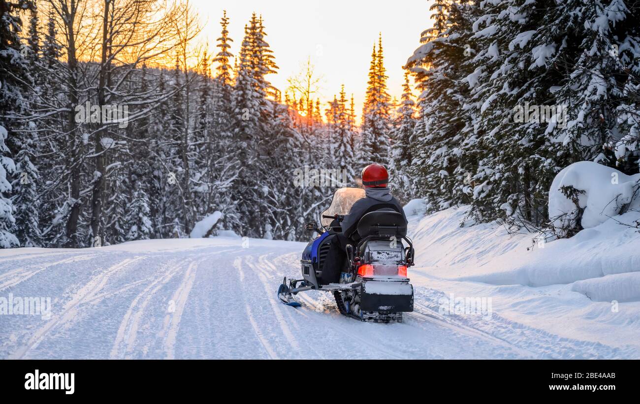 Snowmobile goes down a trail through a forest in winter at sunset; Sun Peaks, British Columbia, Canada Stock Photo