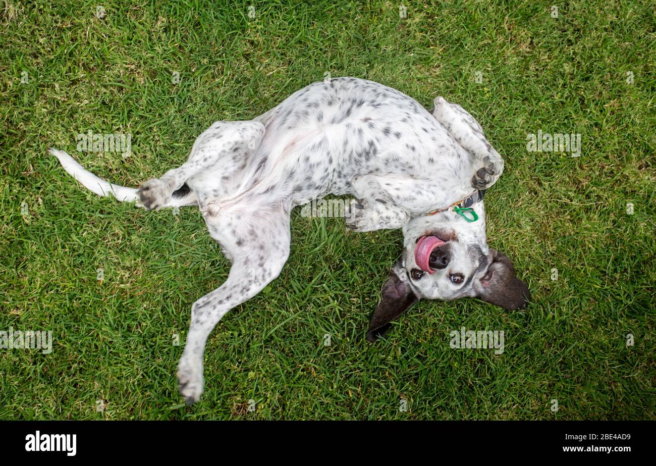 View from above of a cute white dog rolling on back on green grass, sticking out a pink tongue Stock Photo