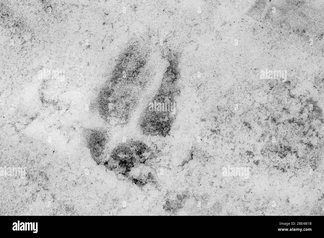 Deer hoof print hi-res stock photography and images - Alamy